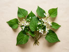 Herzblatt (Houttuynia cordata)