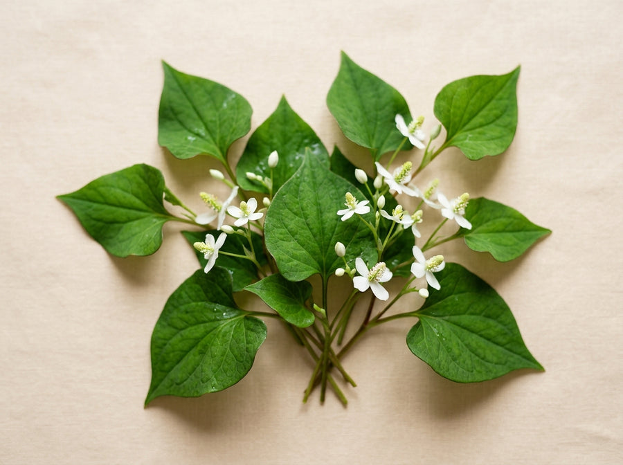 Herzblatt (Houttuynia cordata)
