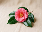 Kamelie (Camellia japonica)